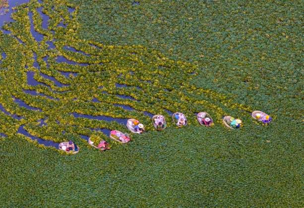 (260726) -- TAIZHOU, July 26, 2026 -- An aerial drone photo taken on July 26, 2026 shows villagers picking water chestnuts in Taizhou, east China s Jiangsu Province. (Photo by Xinhua) CHINA-JIANGSU-WATER CHESTNUT-HARVEST (CN) TangxDehong 
