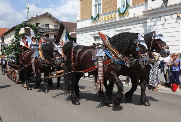 Tutzinger Fischerhochzeit, Tutzing, Umzug, Festumzug am Nachmittag, hier im Bild zwei Rösser der Augustiner Bräu, Gespann, Kaltblüter *** Tutzing Fishermen s Wedding, Tutzing, Parade, Afternoon Procession; pictured here are two horses from Augustiner Bräu, a horse-drawn team, cold-blooded horses