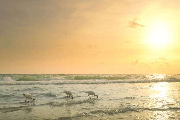 Three white ibis birds foraging during golden sunset Anna Maria, Florida, United States CR_JOKU260723A-2087110-01 ,model released, Symbolfoto ,property released