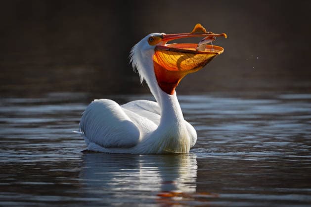 Creative Highlights World White pelican with a glowing pouch eats a fish Pardeeville, Wisconsin, United States CR_JEPH2607265D-2086971-01 ,model released, Symbolfoto ,property released