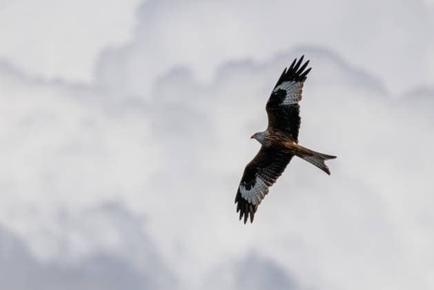 Creative Highlights World Ein Rotmilan fliegt mit ausgebreiteten Flügeln und gegabeltem Schwanz vor einem bewölkten Himmel. *** A red kite flies with outstretched wings and a forked tail against a cloudy sky