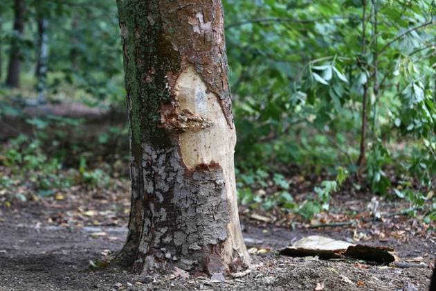 Berlin, Deutschland, 27.07.2026: Auto fährt bei CSD in Menschenmenge: Rindenschaden an einem Baum entlang der Strecke, die der Täter mit dem Fahrzeug gefahren ist. *** Berlin, Germany, July 27, 2026: Car plows into crowd at CSD; damage to the bark of a tree along the route the perpetrator drove Copyright: xdtsxNachrichtenagenturx dts_128624