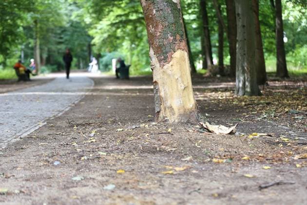 Berlin, Deutschland, 27.07.2026: Auto fährt bei CSD in Menschenmenge: Rindenschaden an einem Baum entlang der Strecke, die der Täter mit dem Fahrzeug gefahren ist. *** Berlin, Germany, July 27, 2026: Car plows into crowd at CSD; damage to the bark of a tree along the route the perpetrator drove Copyright: xdtsxNachrichtenagenturx dts_128625