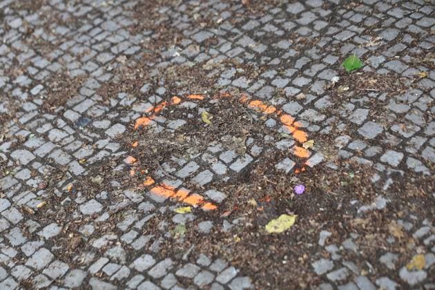 Berlin, Deutschland, 27.07.2026: Auto fährt bei CSD in Menschenmenge: Rindenschaden an einem Baum entlang der Strecke, die der Täter mit dem Fahrzeug gefahren ist. *** Berlin, Germany, July 27, 2026: Car Plows Into Crowd at CSD; Bark Damage to a Tree Along the Route the Perpetrator Drove Copyright: xdtsxNachrichtenagenturx dts_128626