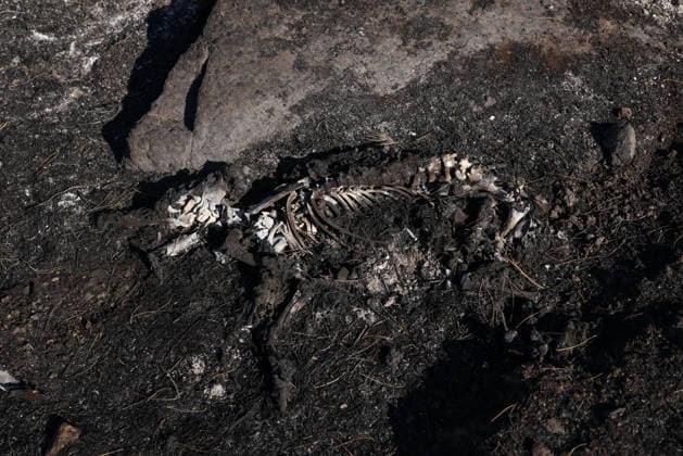 The wildfire in Madrid’s Sierra Oeste slowed its spread overnight, though it has not yet been brought under control. The skeleton of a burned animal, July 27, 2026, in Chapinería, Madrid, Spain. The wildfires affecting the Community of Madrid have slowed their spread overnight, a development that has allowed firefighting crews to tackle the various hotspots; however, the fire remains active and uncontrolled, and there are concerns that wind gusts of up to 30 kilometers per hour forecast for today will complicate firefighting efforts on July 27, 2026. Alejandro Martínez Vé, Madrid, Madrid, Spain  Copyright: xAlejandroxMartinezxVÃ lezx 7689266