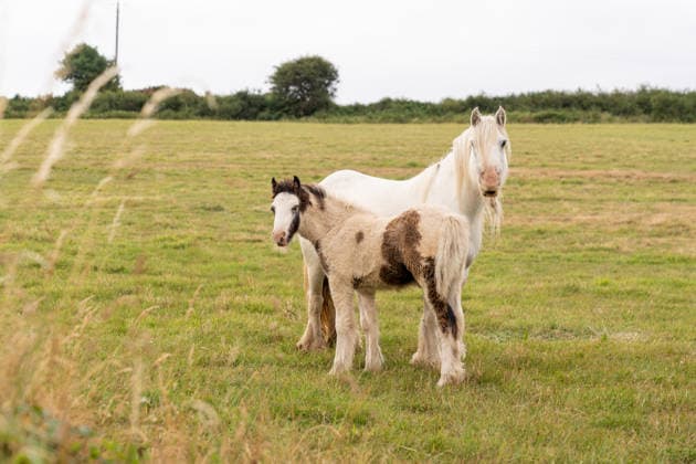 Gypsy vanner mare and foal standing in meadow Cork, County Cork, Ireland R_FEDZ260724-2088163-01 ,model released, Symbolfoto ,property released