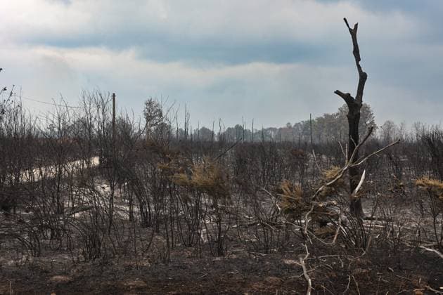 Wildfires in Gironde: The Site Where the Fire Started in Saumos PHOTOPQR SUD OUEST Photo by Fabien Cottereau Saumos, July 27, 2026 Wildfires in Gironde: At the site where the fire started in Saumos on Wednesday, July 22, it is a completely charred, apocalyptic landscape Saumos, France, July 27, 2026 – Gironde wildfires The area where the blaze started in Saumos on Wednesday, July 22, has been left as a completely charred, apocalyptic landscape Saumos 20 Gironde France  Copyright: xPHOTOPQR SUDxOUEST MAXPPPxPhotoxFabienxCottereaux 20260727SDO4117 20260727SDO4117