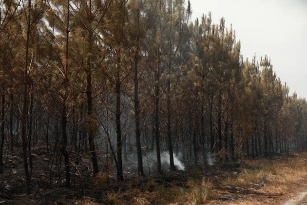 Gironde wildfire in southwestern France GIRONDE, FRANCE - JULY 27: Charred trees are seen after a massive wildfire in the Gironde department of southwestern France on July 27, 2026. Burned vehicles, damaged buildings, destroyed roads, and charred trees are seen across areas affected by the blaze. The wildfire caused widespread destruction as firefighters continued efforts to contain the flames. Authorities said the spread of the flames has been halted, but the wildfire remains active under difficult conditions. Mohamad Salaheldin Abdelghani Alsayed Anadolu Gironde France. Editorial use only. Please get in touch for any other usage.  Copyright: x2026xAnadoluxMohamadxSalaheldinxAbdelghanixAlsayedx