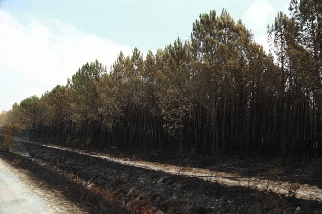 Gironde wildfire in southwestern France GIRONDE, FRANCE - JULY 27: Charred trees are seen after a massive wildfire in the Gironde department of southwestern France on July 27, 2026. Burned vehicles, damaged buildings, destroyed roads, and charred trees are seen across areas affected by the blaze. The wildfire caused widespread destruction as firefighters continued efforts to contain the flames. Authorities said the spread of the flames has been halted, but the wildfire remains active under difficult conditions. Mohamad Salaheldin Abdelghani Alsayed Anadolu Gironde France. Editorial use only. Please get in touch for any other usage.  Copyright: x2026xAnadoluxMohamadxSalaheldinxAbdelghanixAlsayedx