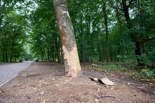 Die Stelle im Berliner Tiergarten, an der der Attentaeter mit dem Auto an einem Baum zum stehen kam, zwei Tage nach dem Anschlag auf die Feiern des 48. Berliner Christopher Street Day (CSD) mit einer Toten und 29 teils schwer Verletzten (Foto vom 27.07.2026). Der Christopher Street Day in Berlin war in der Nacht zum Sonntag von einem mutmasslich islamistisch motivierten Anschlag erschuettert worden, als ein Mann mit einem Kastenwagen in eine Menschenmenge im Berliner Tiergarten fuhr und mit einer Stichwaffe auf weitere Passanten losging. (Siehe epd-Bericht vom 27.07.2026) EDITORIAL USE ONLY *** The spot in Berlin’s Tiergarten where the attacker’s car came to a stop after hitting a tree, two days after the attack on the celebrations for the Copyright: epd-bild ChristianxDitsch D26D0727TrauerCSDAnschlag111749