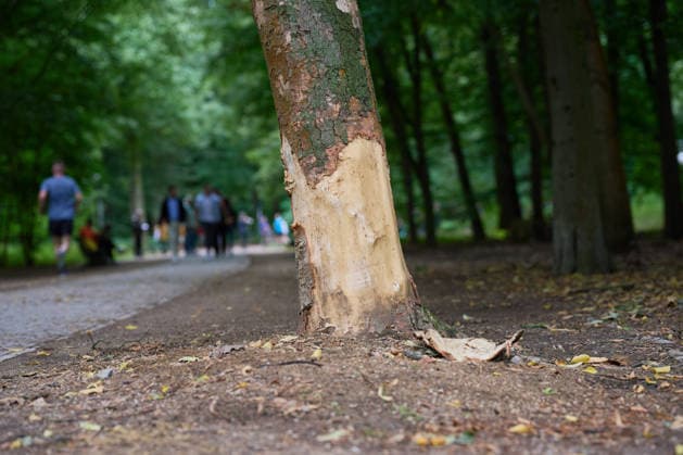 Die Stelle im Berliner Tiergarten, an der der Attentaeter mit dem Auto an einem Baum zum stehen kam, zwei Tage nach dem Anschlag auf die Feiern des 48. Berliner Christopher Street Day (CSD) mit einer Toten und 29 teils schwer Verletzten (Foto vom 27.07.2026). Der Christopher Street Day in Berlin war in der Nacht zum Sonntag von einem mutmasslich islamistisch motivierten Anschlag erschuettert worden, als ein Mann mit einem Kastenwagen in eine Menschenmenge im Berliner Tiergarten fuhr und mit einer Stichwaffe auf weitere Passanten losging. (Siehe epd-Bericht vom 27.07.2026) EDITORIAL USE ONLY *** The spot in Berlin’s Tiergarten where the attacker’s car came to a stop after hitting a tree, two days after the attack on the celebrations for the Copyright: epd-bild ChristianxDitsch D26D0727TrauerCSDAnschlag112053