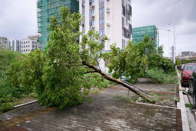 Typhoon Noul hits southern China HUIZHOU,CHINA - JULY 27: Trees collapsed in strong winds as the Typhoon Noul passes through on July 27,2026 in Huizhou, Guangdong Province of China. Typhoon Noul , the 12th typhoon of this year, brought heavy winds and torrential rains along the way, causing tree lodging, road ponding, and facilities damage. The residual circulation continued to create heavy rainfall in many inland places, and the risk of secondary disasters such as flash floods and landslides was still high. John Ricky Anadolu Guangdong China. Editorial use only. Please get in touch for any other usage.  Copyright: x2026xAnadoluxJohnxRickyx