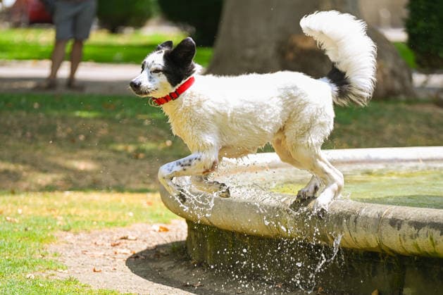 Dog cools off in fountain during hot weather A dog cools off in a fountain at Zrinjevac Park as temperatures remain high in Zagreb, Croatia on July 27, 2026.  LucijaxOcko PIXSELL