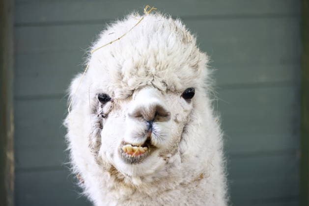 RUSSIA, MOSCOW - JULY 27, 2026: An alpaca on the Urban Farm in VDNKh. Artyom Geodakyan TASS  95533872