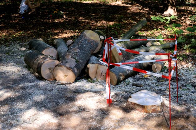 28.07.2026, GER DEU, Deutschland Gedenkstaetten fuer die Opfer des Terroranschlags vom 25.07.2026 beim CSD-Berlin im Tiergarten Berlin Tatort, der Baum wurde gefällt, er war Endstation fuer den Fahrer, Nordphoto *** July 28, 2026, GER DEU, Germany: Memorials for the victims of the terrorist attack on July 25, 2026, during the CSD Berlin in Berlin’s Tiergarten. Scene of the crime; the tree was cut down—it was the driver’s final destination. Nordphoto Copyright: xNordphotox xEnglerx