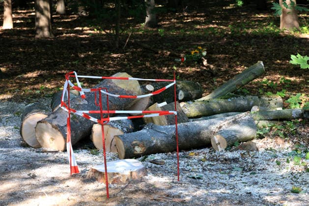 28.07.2026, GER DEU, Deutschland Gedenkstaetten fuer die Opfer des Terroranschlags vom 25.07.2026 beim CSD-Berlin im Tiergarten Berlin Tatort, der Baum wurde gefällt, er war Endstation fuer den Fahrer, Nordphoto *** July 28, 2026, GER DEU, Germany: Memorials for the victims of the terrorist attack on July 25, 2026, during the CSD Berlin in Berlin’s Tiergarten. Scene of the crime; the tree was cut down—it was the driver’s final destination. Nordphoto Copyright: xNordphotox xEnglerx