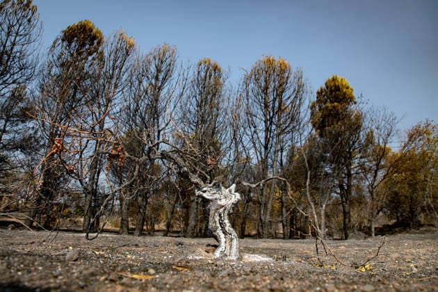 Optimism Following Effective Firefighting Efforts in Ávila Land burned by the wildfire between Cebreros and El Tiemblo, as of July 28, 2026, in Ávila, Castile and León, Spain. Efforts to contain the fire, which originated in Burgohondo and is spreading throughout the province of Ávila, are generating optimism thanks to highly effective firefighting operations. Efforts have focused primarily on protecting the area around the Casilla Pass, the entrance to the nature reserve, the Tiemblo chestnut grove, and the Mijares Pass. July 28, 2026 Ávila, Castile and León Ávila, Castile and León, Spain  Copyright: xRafaelxBastantex 7690794