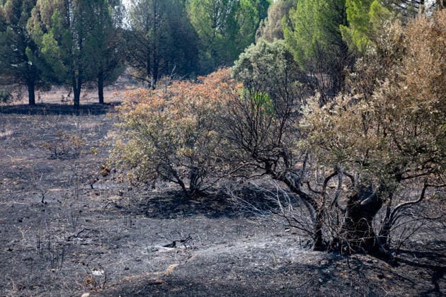 Optimism Following Effective Firefighting Efforts in Ávila Land burned by the wildfire between Cebreros and El Tiemblo, as of July 28, 2026, in Ávila, Castile and León, Spain. Efforts to contain the fire, which originated in Burgohondo and is spreading throughout the province of Ávila, are generating optimism thanks to highly effective firefighting operations. Efforts have focused primarily on protecting the area around the Casilla Pass, the entrance to the nature reserve, the Tiemblo chestnut grove, and the Mijares Pass. July 28, 2026 Ávila, Castile and León Ávila, Castile and León, Spain  Copyright: xRafaelxBastantex 7690797