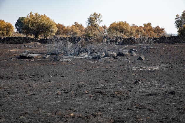 Optimism Following Effective Firefighting Efforts in Ávila Land burned by the wildfire between Cebreros and El Tiemblo, as of July 28, 2026, in Ávila, Castile and León, Spain. Efforts to contain the fire, which originated in Burgohondo and is spreading throughout the province of Ávila, are generating optimism thanks to highly effective firefighting operations. Efforts have focused primarily on protecting the area around the Casilla Pass, the entrance to the nature reserve, the Tiemblo chestnut grove, and the Mijares Pass. July 28, 2026 Ávila, Castile and León Ávila, Castile and León, Spain  Copyright: xRafaelxBastantex 7690803