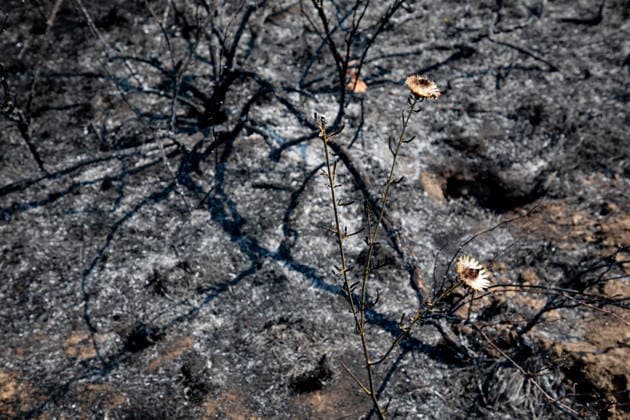 Optimism Following Effective Firefighting Efforts in Ávila Land burned by the wildfire between Cebreros and El Tiemblo, as of July 28, 2026, in Ávila, Castile and León, Spain. Efforts to contain the fire, which originated in Burgohondo and is spreading throughout the province of Ávila, are generating optimism thanks to highly effective firefighting operations. Efforts have focused primarily on protecting the area around the Casilla Pass, the entrance to the nature reserve, the Tiemblo chestnut grove, and the Mijares Pass. JULY 28, 2026 Ávila, Castile and León Ávila, Castile and León, Spain  Copyright: xRafaelxBastantex 7690795