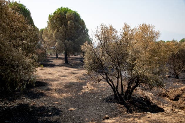 Optimism Following Effective Firefighting Efforts in Ávila Land burned by the wildfire between Cebreros and El Tiemblo, as of July 28, 2026, in Ávila, Castile and León, Spain. Efforts to contain the fire, which originated in Burgohondo and is spreading throughout the province of Ávila, are generating optimism thanks to highly effective firefighting operations. Efforts have focused primarily on protecting the area around the Casilla Pass, the entrance to the nature reserve, the Tiemblo chestnut grove, and the Mijares Pass. JULY 28, 2026 Ávila, Castile and León Ávila, Castile and León, Spain  Copyright: xRafaelxBastantex 7690804