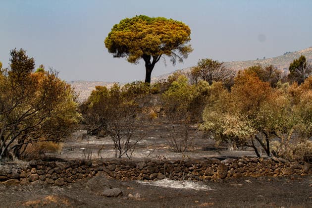 Optimism Following Effective Firefighting Efforts in Ávila Land burned by the wildfire between Cebreros and El Tiemblo, as of July 28, 2026, in Ávila, Castile and León, Spain. Efforts to contain the fire, which originated in Burgohondo and is spreading across the province of Ávila, are generating optimism thanks to highly effective firefighting operations. Efforts have focused primarily on protecting the area around the Casilla Pass, the entrance to the nature reserve, the Tiemblo chestnut grove, and the Mijares Pass. JULY 28, 2026 Ávila, Castile and León Ávila, Castile and León, Spain  Copyright: xRafaelxBastantex 7690790