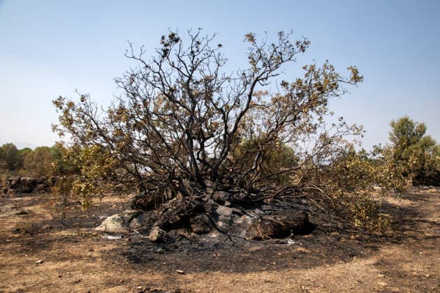 Optimism Following Effective Firefighting Efforts in Ávila Land burned by the wildfire between Cebreros and El Tiemblo, as of July 28, 2026, in Ávila, Castile and León, Spain. Efforts to contain the fire, which originated in Burgohondo and is spreading across the province of Ávila, are generating optimism thanks to highly effective firefighting operations. Efforts have focused primarily on protecting the area around the Casilla Pass, the entrance to the nature reserve, the Tiemblo chestnut grove, and the Mijares Pass. JULY 28, 2026 Ávila, Castile and León Ávila, Castile and León, Spain  Copyright: xRafaelxBastantex 7690802