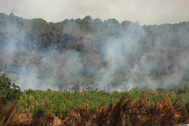 French wildfires burn more than 116,000 hectares this season, minister says LEGE-CAP-FERRET, FRANCE - JULY 28: Smoke rises over a forest as a wildfire spreads in Lege-Cap-Ferret, France on July 28, 2026. A fleet of 67 aircraft, including 12 Canadair water bombers, eight Dash planes, and 16 leased helicopters and aircraft, was deployed to assist firefighting operations in extinguishing the blaze. Mohamad Salaheldin Abdelghani Alsayed Anadolu Lege-cap-ferret France. Editorial use only. Please get in touch for any other usage.  Copyright: x2026xAnadoluxMohamadxSalaheldinxAbdelghanixAlsayedx