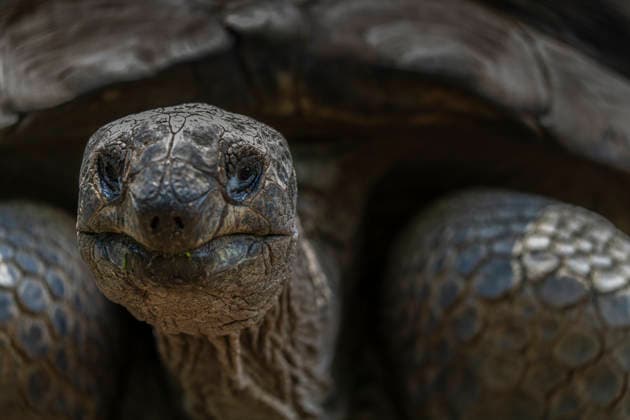 Eine Alabra-Riesenschildkröte (Aldabrachelys gigantea) im Tierpark Berlin-Friedrichsfelde. *** An Aldabra giant tortoise (Aldabrachelys gigantea) at the Berlin Friedrichsfelde Zoo