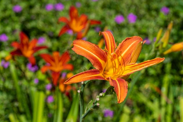 Die Blüte einer Gelbroten Taglilie (Hemerocallis fulva) im Tierpark Berlin-Friedrichsfelde. *** The flower of a yellow-red daylily (Hemerocallis fulva) at the Berlin Friedrichsfelde Zoo