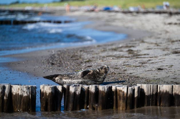 Dierhagen Ost Strand, Deutschland 28. Juli 2026: Im Bild: Dierhagen Ost, 28.07.2026: Eine Robbe liegt am Strand von Dierhagen Ost an der Ostseeküste und ruht im flachen Uferbereich hinter einer Buhne. Die Aufnahme eignet sich zur Illustration von Themen rund um Robben, Meeressäuger, Ostsee, Küstenschutz, Naturschutz und Wildtiere. Strand Mecklenburg Vorpommern *** Dierhagen Ost Beach, Germany, July 28, 2026. Pictured: Dierhagen Ost, July 28, 2026 A seal lies on the beach at Dierhagen East on the Baltic Sea coast, resting in the shallow water behind a groyne. The photo is suitable for illustrating topics related to seals, marine mammals, the Baltic Sea, coastal protection, nature conservation, and wildlife. Beach in Mecklenburg-Western Copyright: xFotostandx xVoelkerx