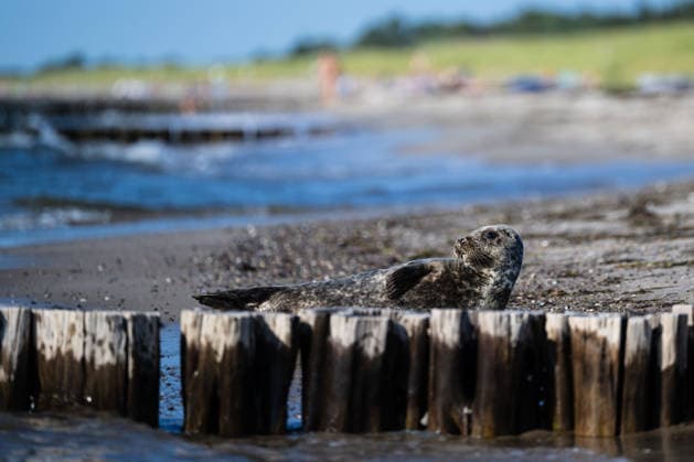 Dierhagen Ost Strand, Deutschland 28. Juli 2026: Im Bild: Dierhagen Ost, 28.07.2026: Eine Robbe liegt am Strand von Dierhagen Ost an der Ostseeküste und ruht im flachen Uferbereich hinter einer Buhne. Die Aufnahme eignet sich zur Illustration von Themen rund um Robben, Meeressäuger, Ostsee, Küstenschutz, Naturschutz und Wildtiere. Strand Mecklenburg Vorpommern *** Dierhagen Ost Beach, Germany, July 28, 2026. Pictured: Dierhagen Ost, July 28, 2026 A seal lies on the beach at Dierhagen East on the Baltic Sea coast, resting in the shallow water behind a groyne. The photo is suitable for illustrating topics related to seals, marine mammals, the Baltic Sea, coastal protection, nature conservation, and wildlife. Beach in Mecklenburg-Western Copyright: xFotostandx xVoelkerx