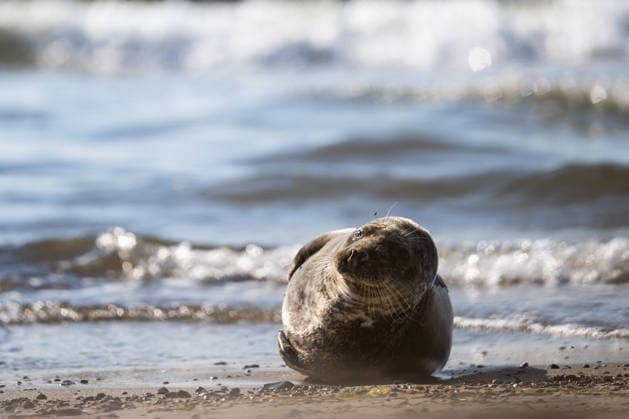Dierhagen Ost Strand, Deutschland 28. Juli 2026: Im Bild: Dierhagen Ost, 28.07.2026: Eine Robbe liegt am Strand von Dierhagen Ost an der Ostseeküste und ruht im flachen Uferbereich. Die Aufnahme eignet sich zur Illustration von Themen rund um Robben, Meeressäuger, Ostsee, Küstenschutz, Naturschutz und Wildtiere. Strand Mecklenburg Vorpommern *** Dierhagen Ost Beach, Germany, July 28, 2026. Pictured: Dierhagen East, July 28, 2026. A seal lies on the beach at Dierhagen East on the Baltic Sea coast, resting in the shallow water near the shore. The photo is suitable for illustrating topics related to seals, marine mammals, the Baltic Sea, coastal protection, nature conservation, and wildlife. Beach in Mecklenburg-Western Pomerania Copyright: xFotostandx xVoelkerx