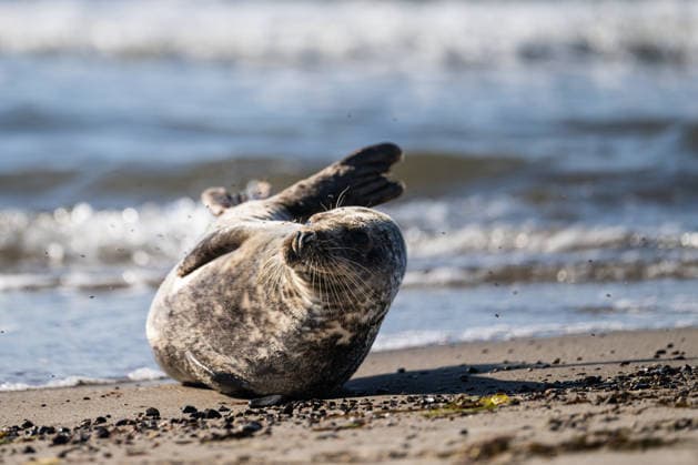 Dierhagen Ost Strand, Deutschland 28. Juli 2026: Im Bild: Dierhagen Ost, 28.07.2026: Eine Robbe liegt am Strand von Dierhagen Ost an der Ostseeküste und ruht im flachen Uferbereich. Die Aufnahme eignet sich zur Illustration von Themen rund um Robben, Meeressäuger, Ostsee, Küstenschutz, Naturschutz und Wildtiere. Strand Mecklenburg Vorpommern *** Dierhagen Ost Beach, Germany, July 28, 2026. Pictured: Dierhagen East, July 28, 2026. A seal lies on the beach at Dierhagen East on the Baltic Sea coast, resting in the shallow water near the shore. The photo is suitable for illustrating topics related to seals, marine mammals, the Baltic Sea, coastal protection, nature conservation, and wildlife. Beach in Mecklenburg-Western Pomerania Copyright: xFotostandx xVoelkerx