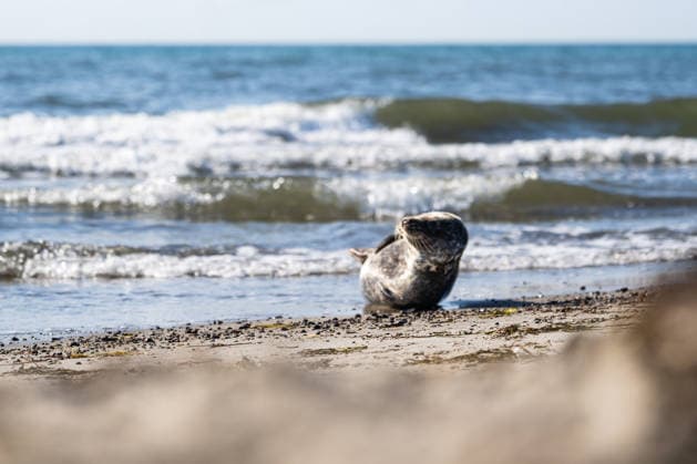 Dierhagen Ost Strand, Deutschland 28. Juli 2026: Im Bild: Dierhagen Ost, 28.07.2026: Eine Robbe liegt am Strand von Dierhagen Ost an der Ostseeküste und ruht im flachen Uferbereich. Die Aufnahme eignet sich zur Illustration von Themen rund um Robben, Meeressäuger, Ostsee, Küstenschutz, Naturschutz und Wildtiere. Strand Mecklenburg Vorpommern *** Dierhagen Ost Beach, Germany, July 28, 2026. Pictured: Dierhagen East, July 28, 2026. A seal lies on the beach at Dierhagen East on the Baltic Sea coast, resting in the shallow water near the shore. The photo is suitable for illustrating topics related to seals, marine mammals, the Baltic Sea, coastal protection, nature conservation, and wildlife. Beach in Mecklenburg-Western Pomerania Copyright: xFotostandx xVoelkerx