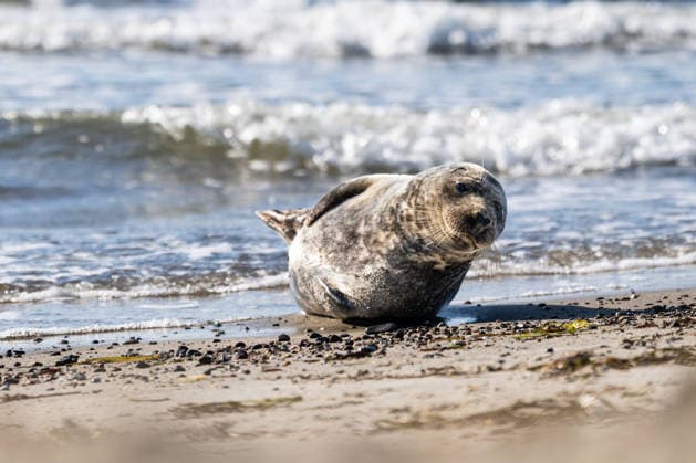 Dierhagen Ost Strand, Deutschland 28. Juli 2026: Im Bild: Dierhagen Ost, 28.07.2026: Eine Robbe liegt am Strand von Dierhagen Ost an der Ostseeküste und ruht im flachen Uferbereich. Die Aufnahme eignet sich zur Illustration von Themen rund um Robben, Meeressäuger, Ostsee, Küstenschutz, Naturschutz und Wildtiere. Strand Mecklenburg Vorpommern *** Dierhagen Ost Beach, Germany, July 28, 2026. Pictured: Dierhagen East, July 28, 2026. A seal lies on the beach at Dierhagen East on the Baltic Sea coast, resting in the shallow water near the shore. The photo is suitable for illustrating topics related to seals, marine mammals, the Baltic Sea, coastal protection, nature conservation, and wildlife. Beach in Mecklenburg-Western Pomerania Copyright: xFotostandx xVoelkerx