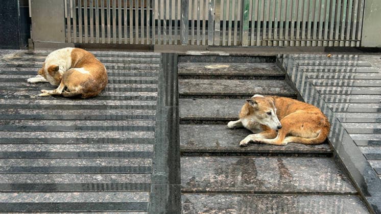 GURUGRAM, INDIA - JULY 28: Stray dogs are seen in Sector 43 near American Excellence School on July 28, 2026 in Gurugram, India. (Photo by Parveen Kumar Hindustan Times) Heavy Rains Inundates Gurugram