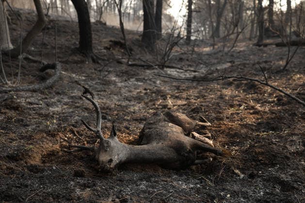 The fire in Burgohondo, Ávila, is not spreading, but it will still take several days to bring it under control. A deer burned by the wildfire on the outskirts of Casavieja, on July 29, 2026, in Ávila, Castile and León, Spain. The fire suppression director for the Castile and León Regional Government’s Infocal operation at the Burgohondo, Ávila, fire stated that overnight, emergency crews managed to prevent the fire from spreading, however, he warned that it will take many days of work to bring it under control. JULY 29, 2026 Alejandro Martínez Vé Ávila, Castile and León Ávila, Castile and León, Spain  Copyright: xAlejandroxMartinezxVÃ lezx 7693643