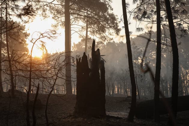 The fire in Burgohondo, Ávila, is not spreading, but it will still take several days to bring it under control. Land scorched by the wildfire on the outskirts of Casavieja, July 29, 2026, in Ávila, Castile and León, Spain. The fire suppression director for the Castile and León Regional Government’s Infocal operation at the Burgohondo, Ávila, fire stated that overnight, emergency crews managed to prevent the fire from spreading, however, he warned that it will take many days of work to bring it under control. JULY 29, 2026 Alejandro Martínez Vé Ávila, Castile and León Ávila, Castile and León, Spain  Copyright: xAlejandroxMartinezxVÃ lezx 7693640
