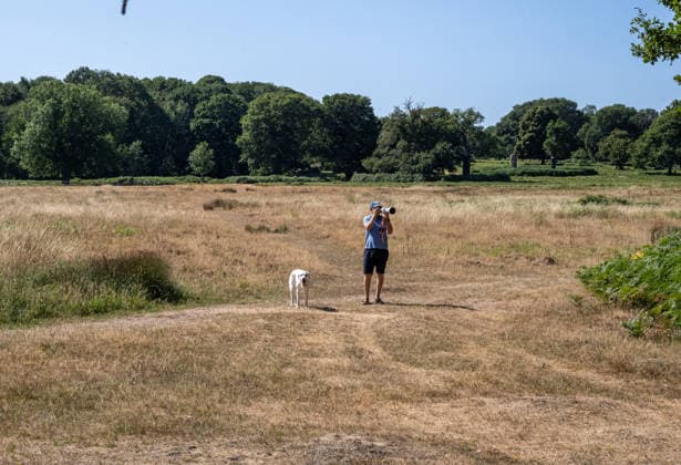 July 29, 2026, London, UK: London, UK. A nature photographer braves the hot sunshine in a parched Richmond Park southwest London as the 4th heatwave hits London and the South East today. Weather experts have issued further high heat weather warnings for the South East with highs of over 35c expected as the heatwave conditions continue. However, cooler temperatures are expected by the weekend. London UK  - ZUMAl94_ 20260729_zaf_l94_013 Copyright: xAlexxLentatix