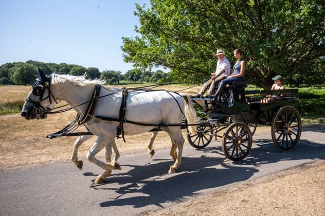 July 29, 2026, London, UK: London, UK. Carriage drivers cool off in the hot sunshine in a parched Richmond Park southwest London as the 4th heatwave hits London and the South East today. Weather experts have issued further high heat weather warnings for the South East with highs of over 35c expected as the heatwave conditions continue. However, cooler temperatures are expected by the weekend. London UK  - ZUMAl94_ 20260729_zaf_l94_014 Copyright: xAlexxLentatix