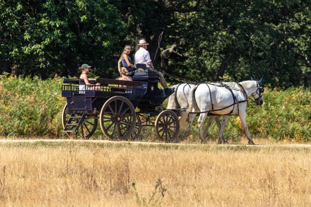July 29, 2026, London, UK: London, UK. Carriage drivers cool off in the hot sunshine in a parched Richmond Park southwest London as the 4th heatwave hits London and the South East today. Weather experts have issued further high heat weather warnings for the South East with highs of over 35c expected as the heatwave conditions continue. However, cooler temperatures are expected by the weekend. London UK  - ZUMAl94_ 20260729_zaf_l94_016 Copyright: xAlexxLentatix