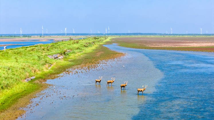 YANCHENG, CHINA - JULY 29: A herd of Milu deer, or Pere David s deer, wander on the Tiaozini Wetlands on July 29, 2026 in Yancheng, Jiangsu Province of China.  Copyright: xVCGx 111657038358