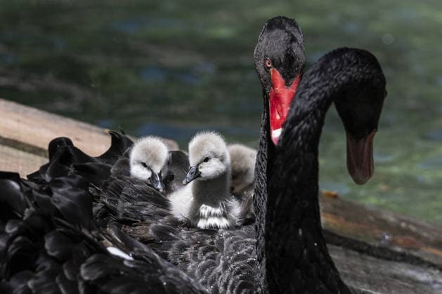 Four black swan cygnets meet water at Ankara s iconic Kugulu Park ANKARA, TURKIYE - JULY 29: Four black swan cygnets, recently born at Kugulu Park (Swan Park), one of the iconic landmarks of Ankara, meet the water for the first time in Ankara, Turkiye, on July 29, 2026. The newborn black swans attracted significant attention from park visitors. Osmancan Gurdogan Anadolu Ankara Turkey. Editorial use only. Please get in touch for any other usage.  Copyright: x2026xAnadoluxOsmancanxGurdoganx