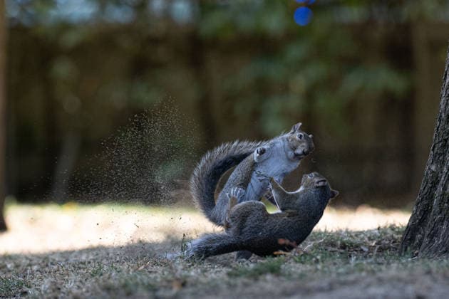Grey squirrels in London park LONDON, UNITED KINGDOM - JULY 29: Grey squirrels are seen playing with each other in a park in London, United Kingdom, on July 29, 2026. Rasid Necati Aslim Anadolu London United Kingdom. Editorial use only. Please get in touch for any other usage.  Copyright: x2026xAnadoluxRasidxNecatixAslimx