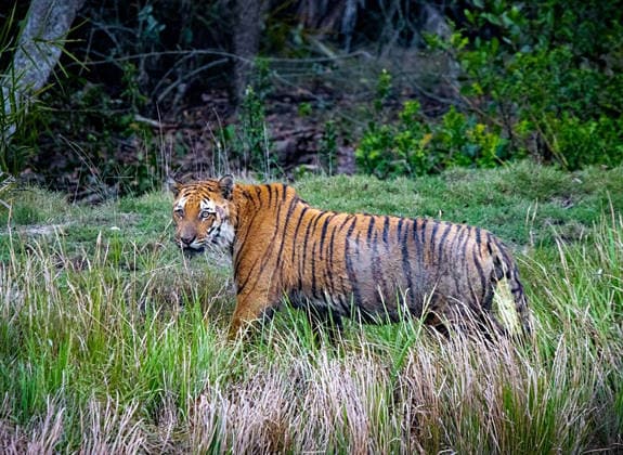 RECORD DATE NOT STATED PM Modi shares tiger picture on Global Tiger Day, highlights commitment to wildlife conservation New Delhi, Jul 29 (ANI): Prime Minister Narendra Modi shares this picture of a tiger on his X handle on the occasion of Global Tiger Day, highlighting India s commitment towards tiger conservation, protection of wildlife and preserving biodiversity on Wednesday. (@narendramodi X ANI Photo) New Delhi Delhi India Copyright: xANIx ANI_20260729017
