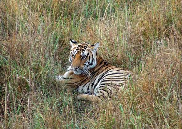 RECORD DATE NOT STATED PM Modi shares tiger picture on Global Tiger Day, highlights commitment to wildlife conservation New Delhi, Jul 29 (ANI): Prime Minister Narendra Modi shares this picture of a tiger on his X handle on the occasion of Global Tiger Day, highlighting India s commitment towards tiger conservation, protection of wildlife and preserving biodiversity on Wednesday. (@narendramodi X ANI Photo) New Delhi Delhi India Copyright: xANIx ANI_20260729020