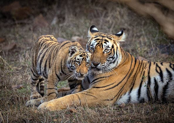 RECORD DATE NOT STATED PM Modi shares pictures of tigers on Global Tiger Day, highlights commitment to wildlife conservation New Delhi, Jul 29 (ANI): Prime Minister Narendra Modi shares this picture of tigers on his X handle on the occasion of Global Tiger Day, highlighting India s commitment towards tiger conservation, protection of wildlife and preserving biodiversity on Wednesday. (@narendramodi X ANI Photo) New Delhi Delhi India Copyright: xANIx ANI_20260729022