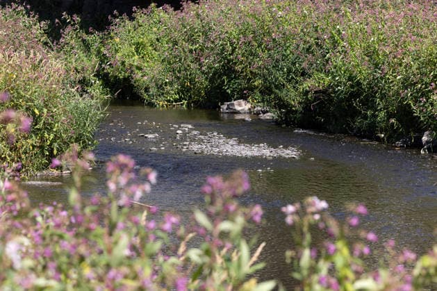 Sommer im Siegerland. Ein erneut heisser (heißer) Tag im Siegerland. Der Fluss Sieg in der Siegener Innenstadt fuehrt (führt) Niedrigwasser aufgrund anhaltender Trockenheit. Sommer im Siegerland am 29.07.2026 in Siegen Deutschland. *** Summer in the Siegerland: Another scorching hot day in the Siegerland. The Sieg River in downtown Siegen is at low water levels due to the ongoing drought. Summer in the Siegerland on July 29, 2026, in Siegen, Germany