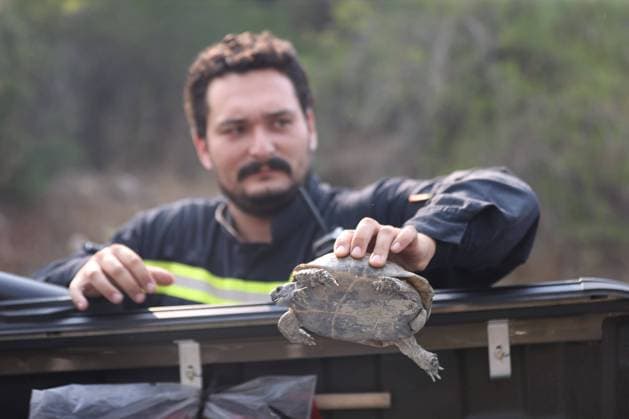 Firefighting efforts continue against wildfire in Antalya ANTALYA, TURKIYE - JULY 29: A firefighter rescues a tortoise from a forest fire area as crews battle the blaze from the air and ground in the Kumluca district of Antalya, Turkiye, on July 29, 2026. Suleyman Elcin Anadolu Antalya Turkey. Editorial use only. Please get in touch for any other usage.  Copyright: x2026xAnadoluxSuleymanxElcinx